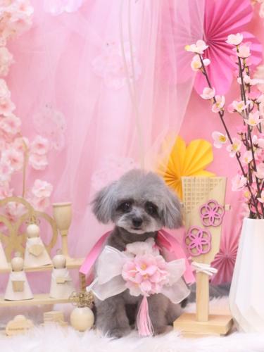 20250311べにちゃん